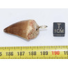 Collier pendentif dent de dinosaure dans une boite - Mosasaure (Maroc - 069**)