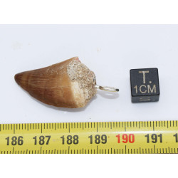 Collier pendentif dent de dinosaure dans une boite - Mosasaure (Maroc - 069**)