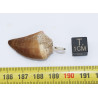Collier pendentif dent de dinosaure dans une boite - Mosasaure (Maroc - 069**)