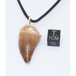 Collier pendentif dent de dinosaure dans une boite - Mosasaure (Maroc - 069**)