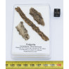 3 Fulgurites dans une boite (Sahara - 011 **)