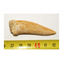 Dent Fossile d Enchodus Lybicus ( 052)
