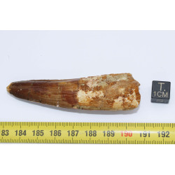 Dent de dinosaure Spinosaurus Aegypticus (Maroc  - 7.7 centimètres - 241**)
