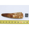Dent de dinosaure Spinosaurus Aegypticus (Maroc  - 7.7 centimètres - 241**)