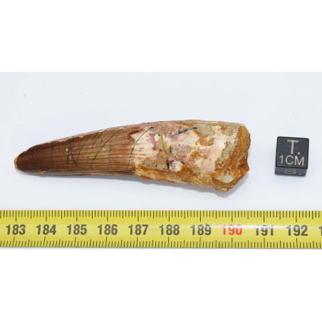 Dent de dinosaure Spinosaurus Aegypticus (Maroc  - 7.7 centimètres - 241**)