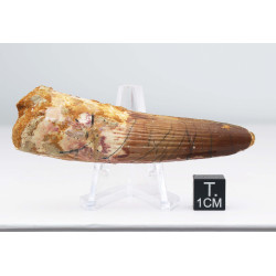 Dent de dinosaure Spinosaurus Aegypticus (Maroc  - 7.7 centimètres - 241**)