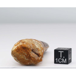 Dent de dinosaure Spinosaurus Aegypticus (Maroc  - 7.7 centimètres - 241**)