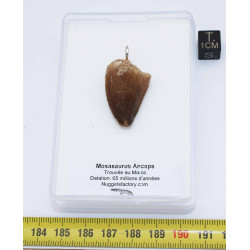 Collier pendentif dent de dinosaure dans une boite - Mosasaure (Maroc - 070**)