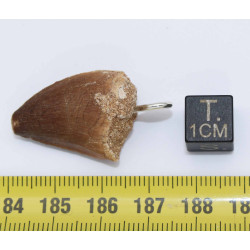 Collier pendentif dent de dinosaure dans une boite - Mosasaure (Maroc - 070**)