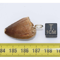 Collier pendentif dent de dinosaure dans une boite - Mosasaure (Maroc - 070**)