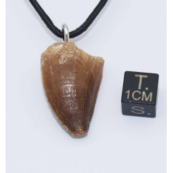 Collier pendentif dent de dinosaure dans une boite - Mosasaure (Maroc - 070**)