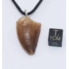 Collier pendentif dent de dinosaure dans une boite - Mosasaure (Maroc - 070**)