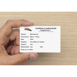 Dent de dinosaure Spinosaurus Aegypticus dans une boite (Maroc - 4.8 centimètres - 242**)