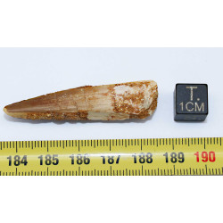 Dent de dinosaure Spinosaurus Aegypticus dans une boite (Maroc - 4.8 centimètres - 242**)