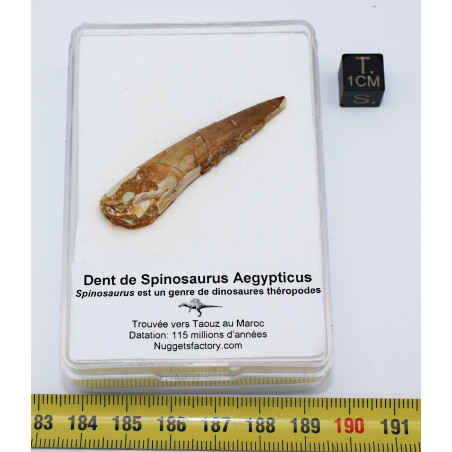Dent de dinosaure Spinosaurus Aegypticus dans une boite (Maroc - 4.8 centimètres - 242**)