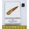 Dent de dinosaure Spinosaurus Aegypticus dans une boite (Maroc - 4.8 centimètres - 242**)