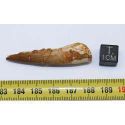 Dent de dinosaure Spinosaurus Aegypticus dans une boite (Maroc - 4.8 centimètres - 242**)