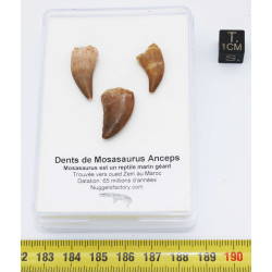 Lot de 3 dents de Mosasaurus dans une boite - Mosasaure ( Maroc - 205** )