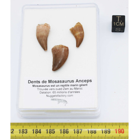 Lot de 3 dents de Mosasaurus dans une boite - Mosasaure ( Maroc - 205** )