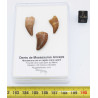 Lot de 3 dents de Mosasaurus dans une boite - Mosasaure ( Maroc - 205** )