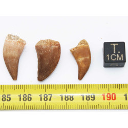 Lot de 3 dents de Mosasaurus dans une boite - Mosasaure ( Maroc - 205** )
