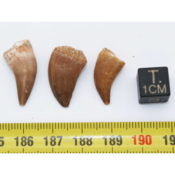Lot de 3 dents de Mosasaurus dans une boite - Mosasaure ( Maroc - 205** )