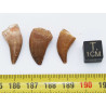 Lot de 3 dents de Mosasaurus dans une boite - Mosasaure ( Maroc - 205** )
