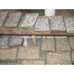 Lot de 3 dents de Mosasaurus dans une boite - Mosasaure ( Maroc - 206** )