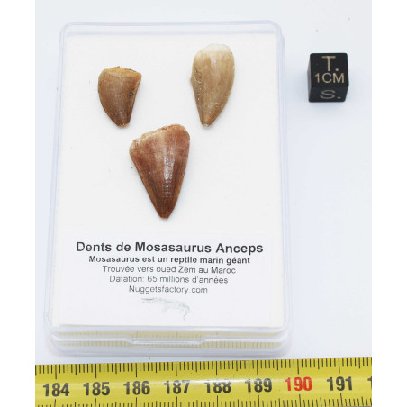 Lot de 3 dents de Mosasaurus dans une boite - Mosasaure ( Maroc - 206** )