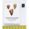 Lot de 3 dents de Mosasaurus dans une boite - Mosasaure ( Maroc - 206** )