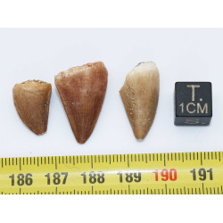 Lot de 3 dents de Mosasaurus dans une boite - Mosasaure ( Maroc - 206** )