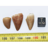 Lot de 3 dents de Mosasaurus dans une boite - Mosasaure ( Maroc - 206** )