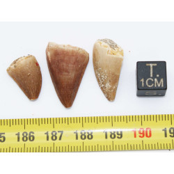 Lot de 3 dents de Mosasaurus dans une boite - Mosasaure ( Maroc - 206** )