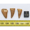 Lot de 3 dents de Mosasaurus dans une boite - Mosasaure ( Maroc - 207** )