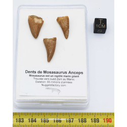 Lot de 3 dents de Mosasaurus dans une boite - Mosasaure ( Maroc - 207** )