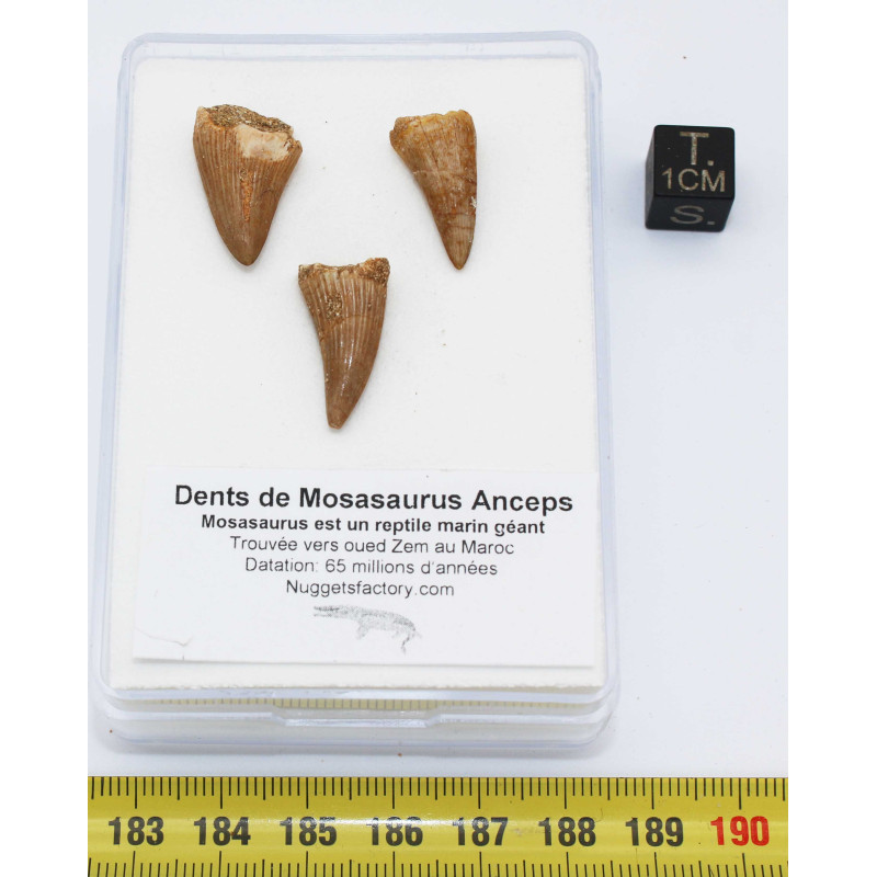 Lot de 3 dents de Mosasaurus dans une boite - Mosasaure ( Maroc - 207** )