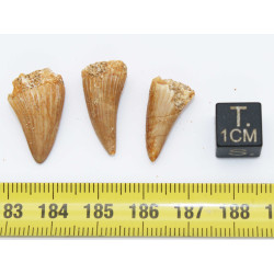 Lot de 3 dents de Mosasaurus dans une boite - Mosasaure ( Maroc - 207** )