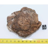 Météorite NWA 4420 / Al Haggounia 001 Chondrite EL Enstatite ( 452 grammes - 041 ** )
