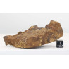 Talon de Météorite Al Haggounia 001 / MWA 4420 Chondrite EL Enstatite (100 grammes - 031 ** )