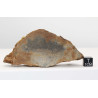 Talon de Météorite Al Haggounia 001 / MWA 4420 Chondrite EL Enstatite (100 grammes - 031 ** )