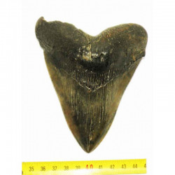 dent de requin Carcharodon megalodon ( 12.9 cms - 200 )