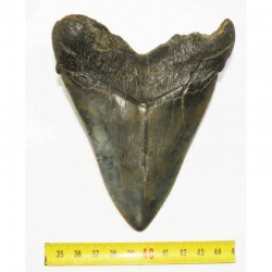 dent de requin Carcharodon megalodon ( 12.9 cms - 200 )