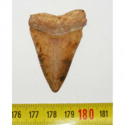 dent de requin Carcharodon carcharias  ( 5.0 cm - 127  )