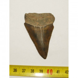 dent de requin Carcharodon carcharias  ( 5.9 cm - 161 CR )