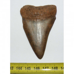 dent de requin Carcharodon carcharias  ( 5.9 cm - 161 CR )
