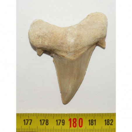 dent Fossile de requin Lamna Obliqua ( 5.8 cms - 015 )