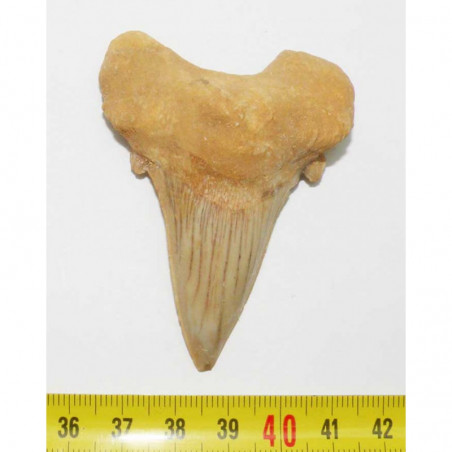 dent Fossile de requin Lamna Obliqua ( 7.0 cms - 074 )