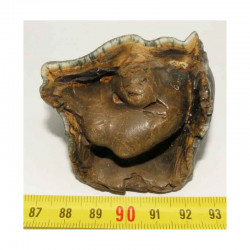 dent de Rhinoceros Laineux ( 022 )