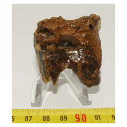dent de Rhinoceros Laineux ( 023 )