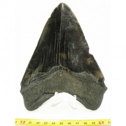 dent de requin Carcharodon megalodon ( 15.5 cms -  291 )